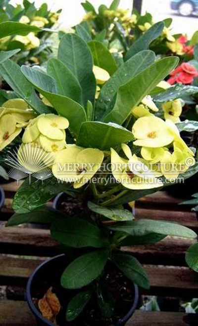 Euphorbia Yellow